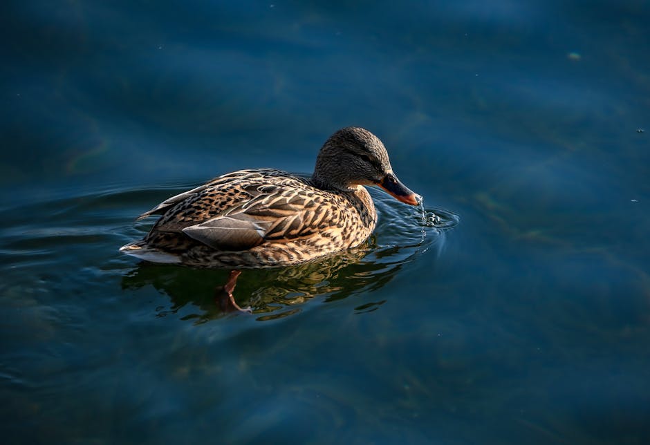 A female mallard duck gracefully gliding on a serene lake in Beijing, China.