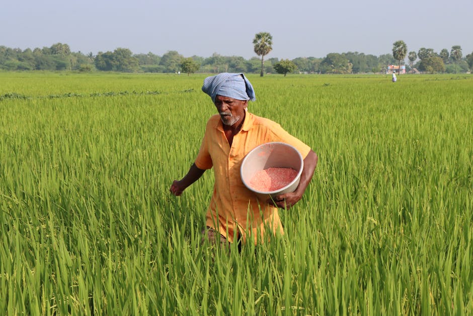 An elderly farmer spreading fertilizer in a lush green rice field on a sunny day.