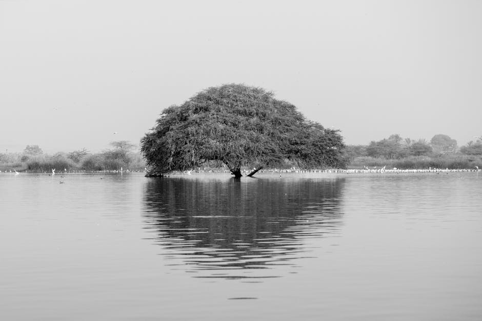 Monochrome image of a single tree reflecting in Bhigwan Lake, creating a serene landscape.